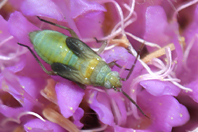 Macrolophus sp.